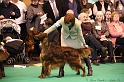 Crufts2011_2 076